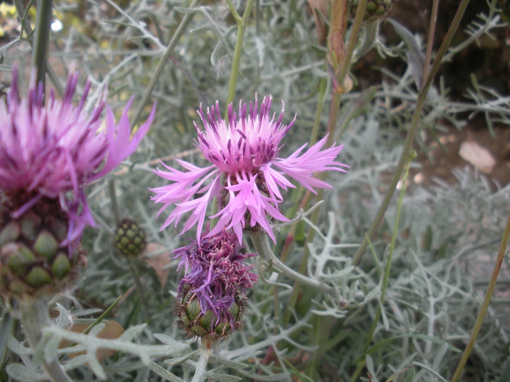 Centaurea cineraria / Fiordaliso delle scogliere